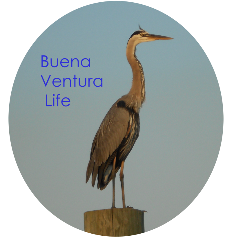 Blue Heron